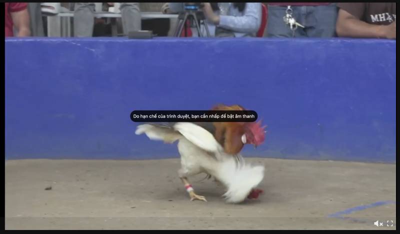 Đá Gà 78win – Cá Cược Đỉnh Cao Giữa Trường Gà Số Hóa 2 Chất lượng truyền phát trực tuyến – Đẳng cấp như xem trực tiếp ngoài trường gà