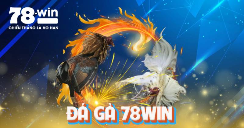 Da Ga 78win – Ca Cuoc Dinh Cao Giua Truong Ga So Hoa