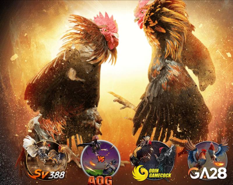 Đá Gà 78win – Cá Cược Đỉnh Cao Giữa Trường Gà Số Hóa 1 Quy tụ những trường gà hàng đầu châu Á
